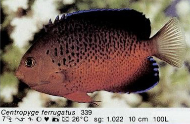 Centropyge ferrugatus